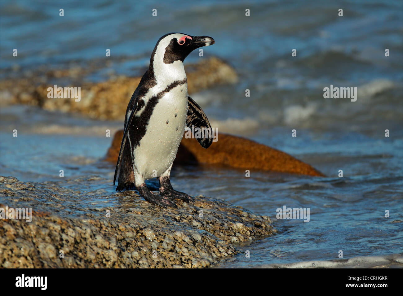Afrikanische Pinguin (Spheniscus Demersus) an einem steinigen Strand, Western Cape, Südafrika Stockfoto