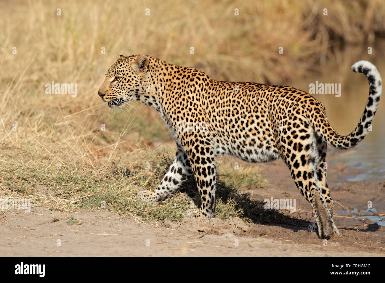 Männliche Leoparden (Panthera Pardus) Wandern, Sabie Sand Naturschutzgebiet, Südafrika Stockfoto