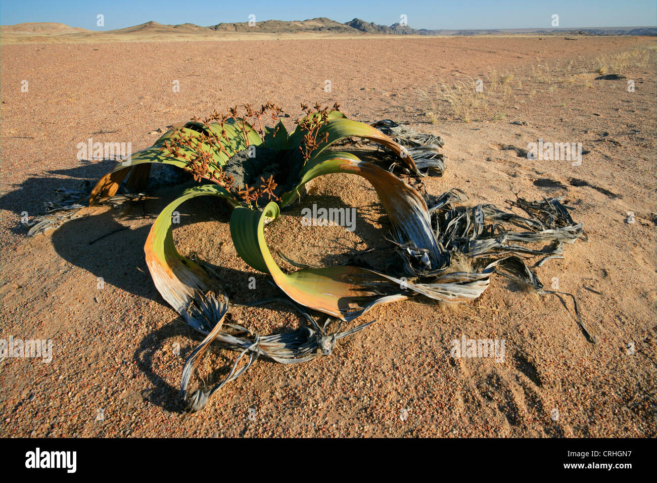Alten Welwitschia Pflanze (Welwitcshia Mirabilis), Namib-Naukluft-Nationalpark, Namibia, Südliches Afrika Stockfoto