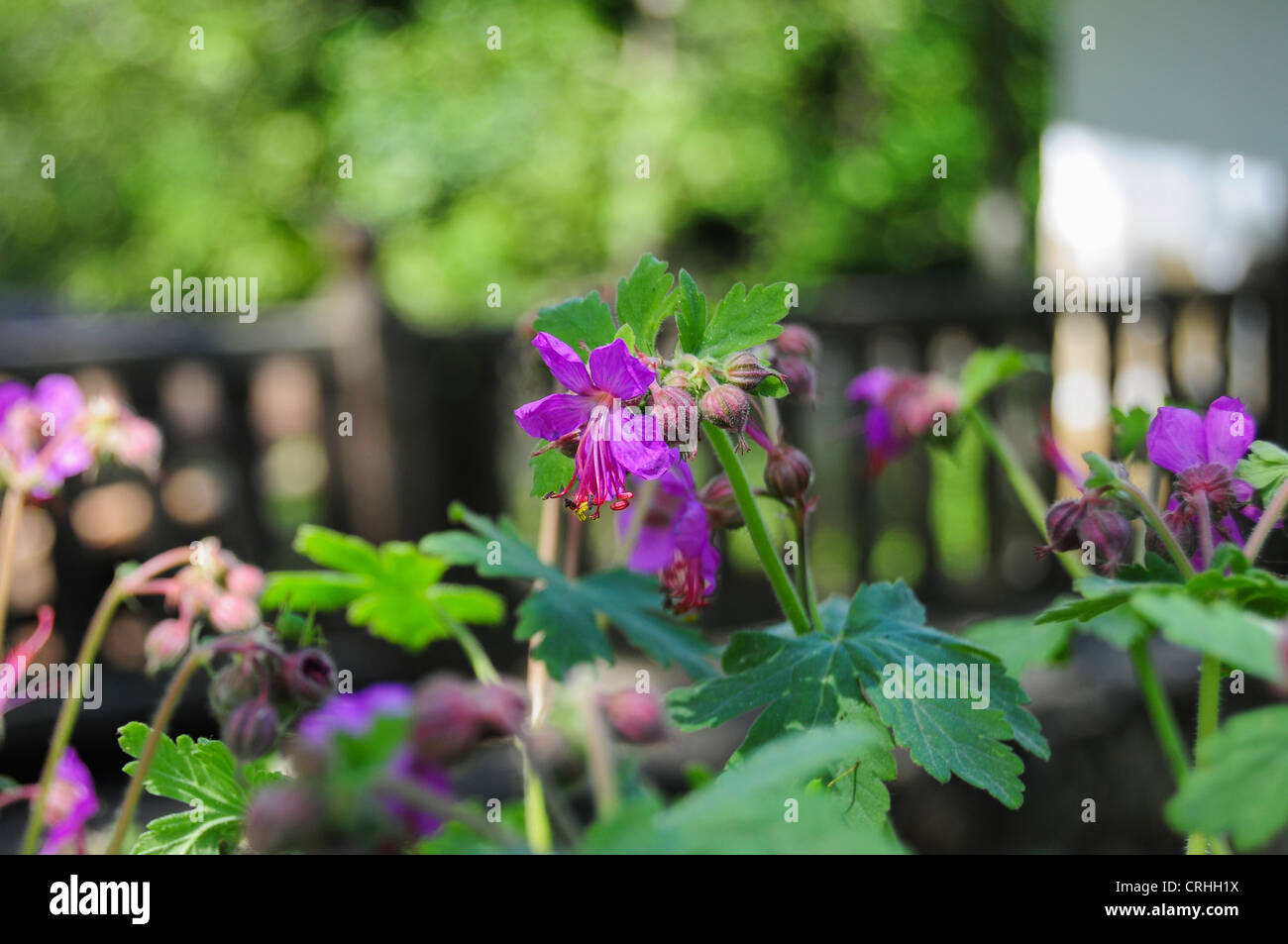 Blühende bulgarischen Geranien im Garten Stockfoto