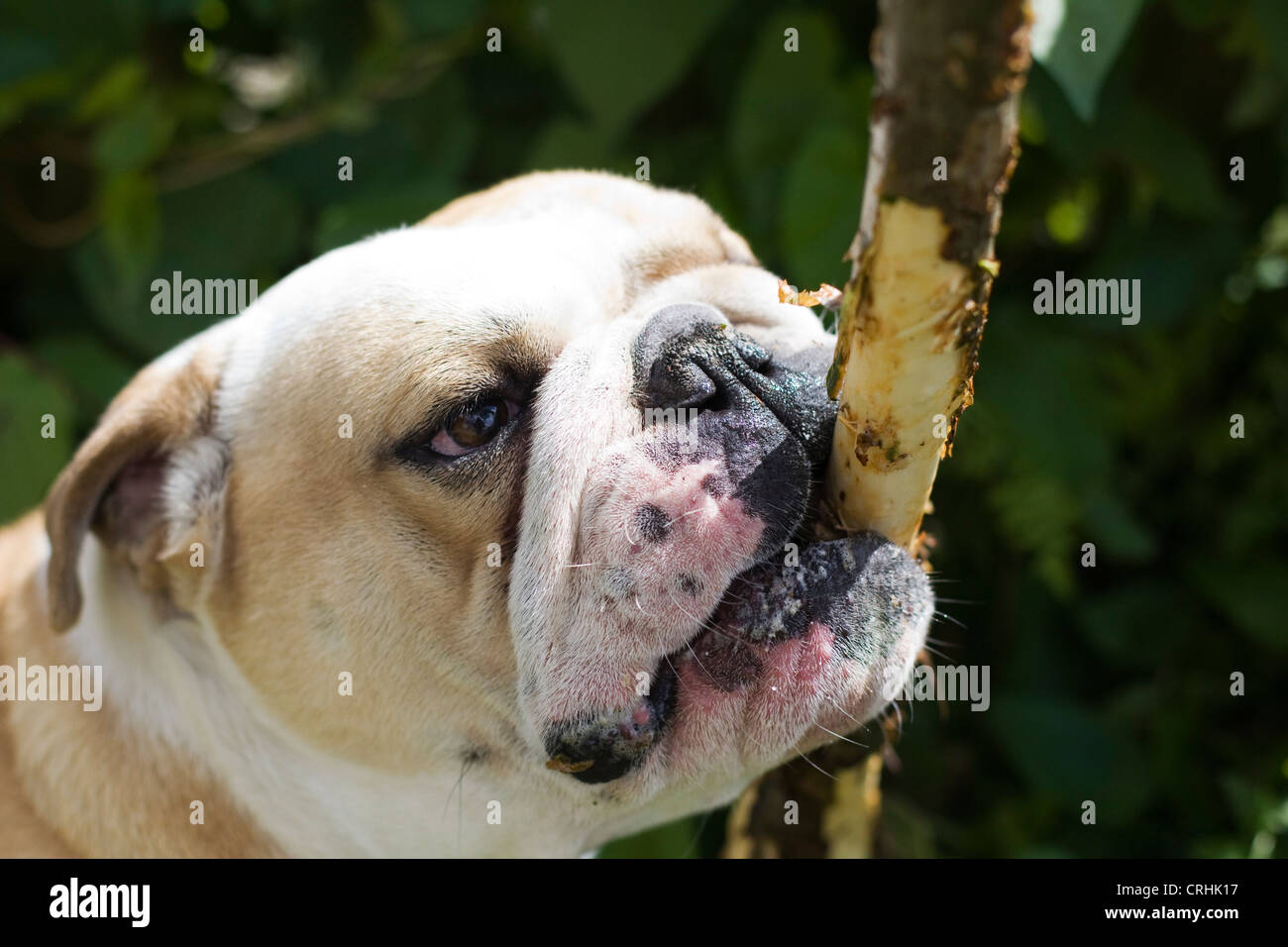 Britische Bull Hund angreifen eines Baumes Canis Lupus familiaris Stockfoto