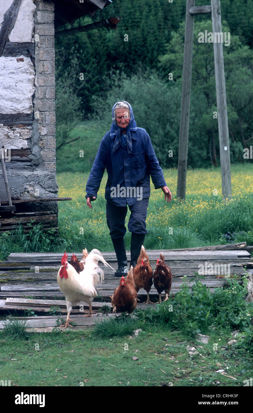 Hoerschwag, Deutschland, Hühner nach Hause gefahren werden Stockfoto