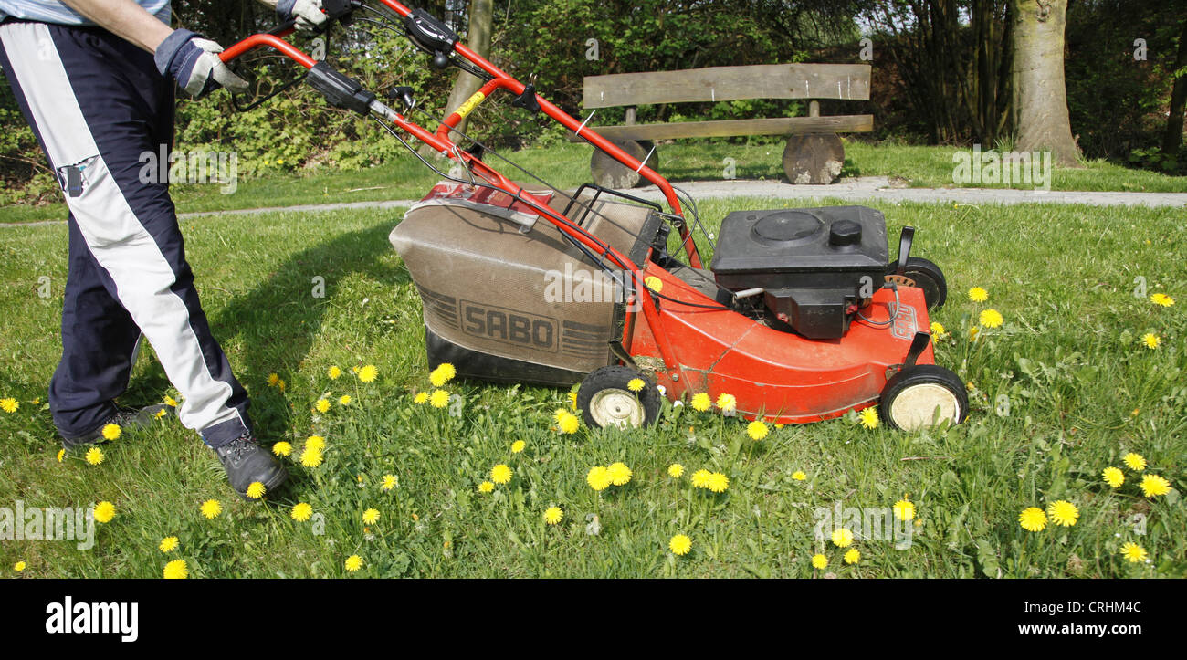 Gärtner mit Power Mäher, Deutschland Stockfotografie Alamy