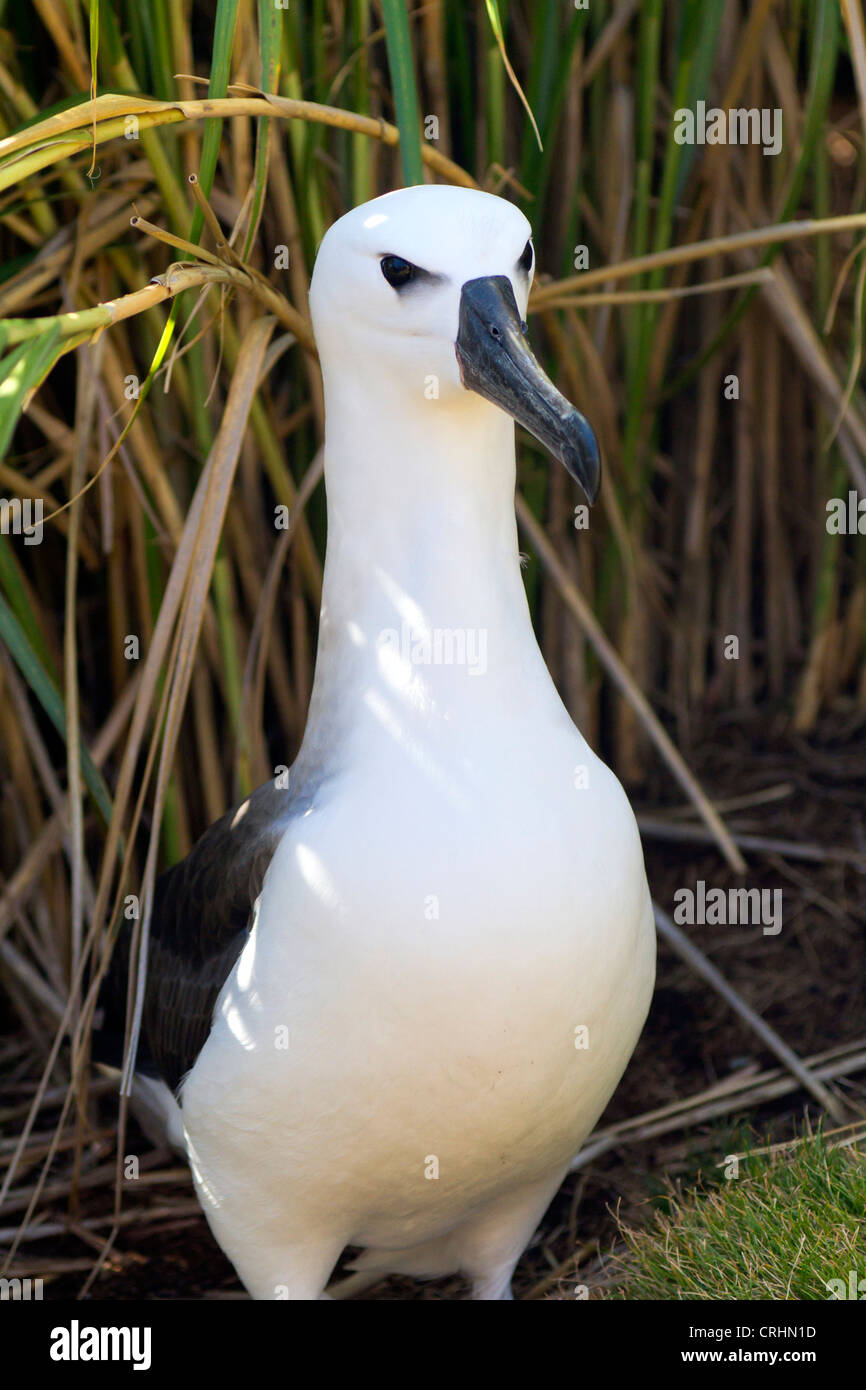 Juvenile Westatlantik gelb-nosed Albatross, Süd-Atlantik Stockfoto