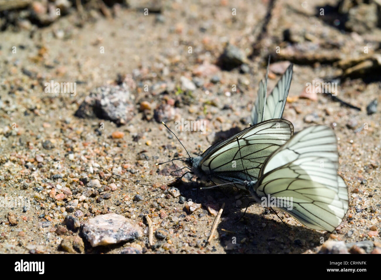 Aporia Crataegi, Schmetterlinge schwarz geäderten weiß Stockfoto