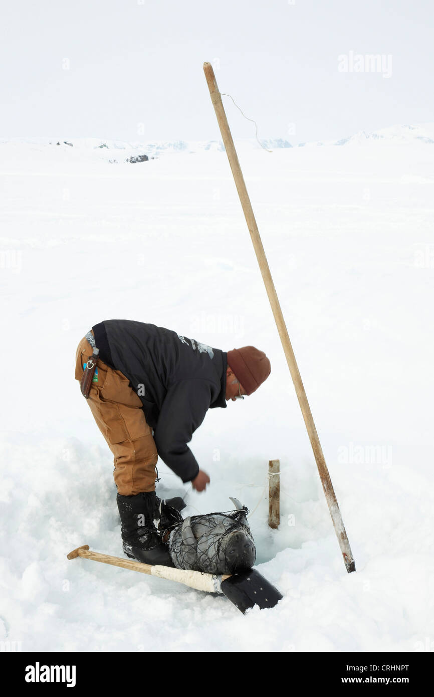 Ringelrobbe (Phoca Hispida), Loch Inuit ein Ice mit einem Siegel gejagt, das noch im Netz, Grönland, Ostgroenland, Tunu, Kalaallit Nunaat, Scoresbysund, Kangertittivag, Kap Tobin, Ittoqqortoormiit gewickelt wird Stockfoto