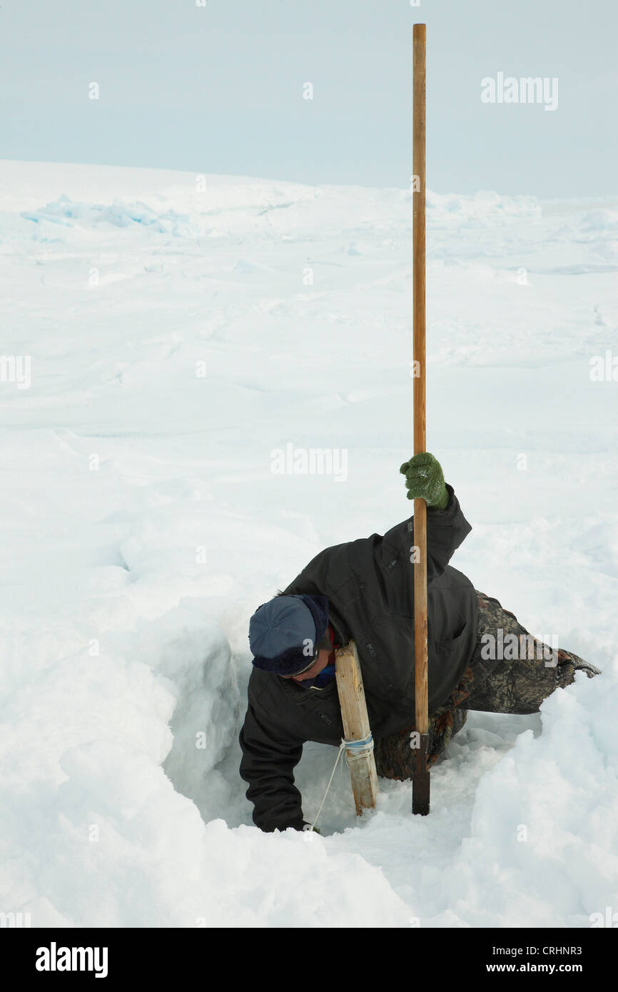 Inuit-Sealer bücken zu müssen, das Netz in seiner Eisloch, Grönland, Ostgroenland, Tunu, Kalaallit Nunaat, Scoresbysund, Kangertittivag, Kap Tobin, Ittoqqortoormiit prüfen Stockfoto