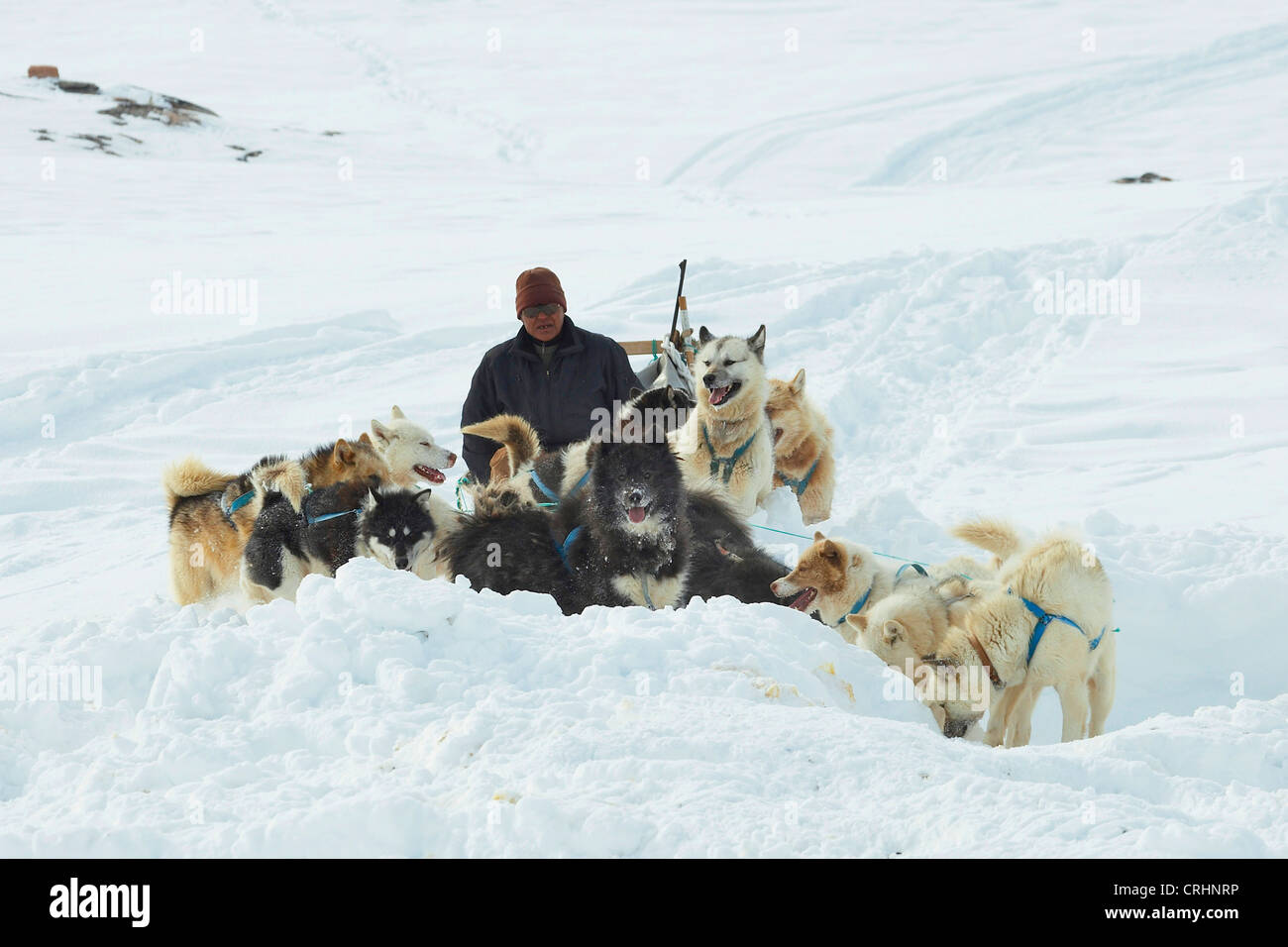 Grönlandhund (Canis Lupus F. Familiaris), Inuit auf Hundeschlitten, Grönland, Ostgroenland, Tunu, Kalaallit Nunaat, Scoresbysund, Kangertittivag, Kap Tobin, Ittoqqortoormiit Stockfoto