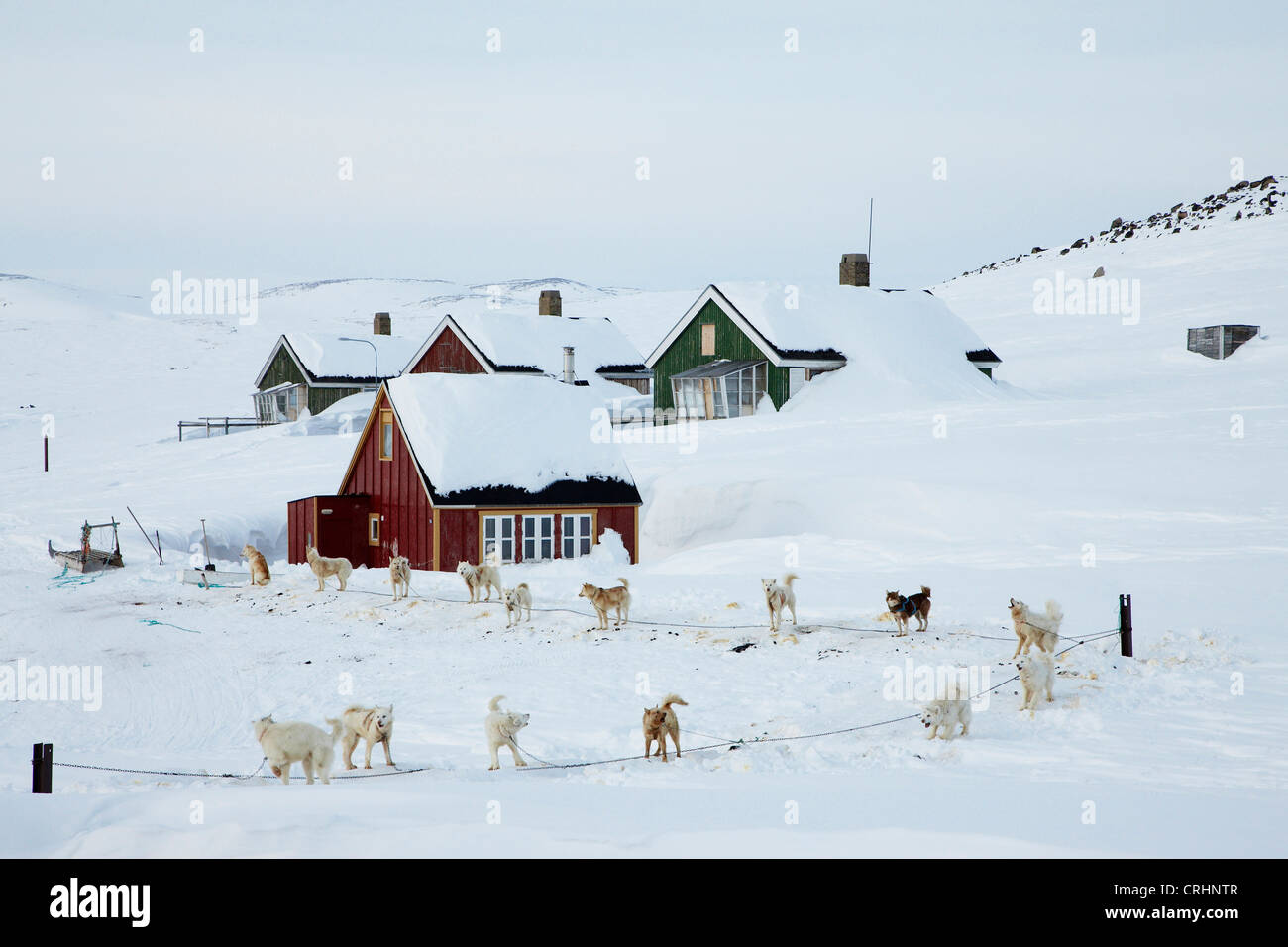 Schlittenhunde Grönlandhund (Canis Lupus F. Familiaris) gebunden vor Grönland, Ostgroenland, Tunu, Kalaallit Nunaat, Scoresbysund, Kangertittivag, Kap Tobin, Ittoqqortoormiit Stockfoto