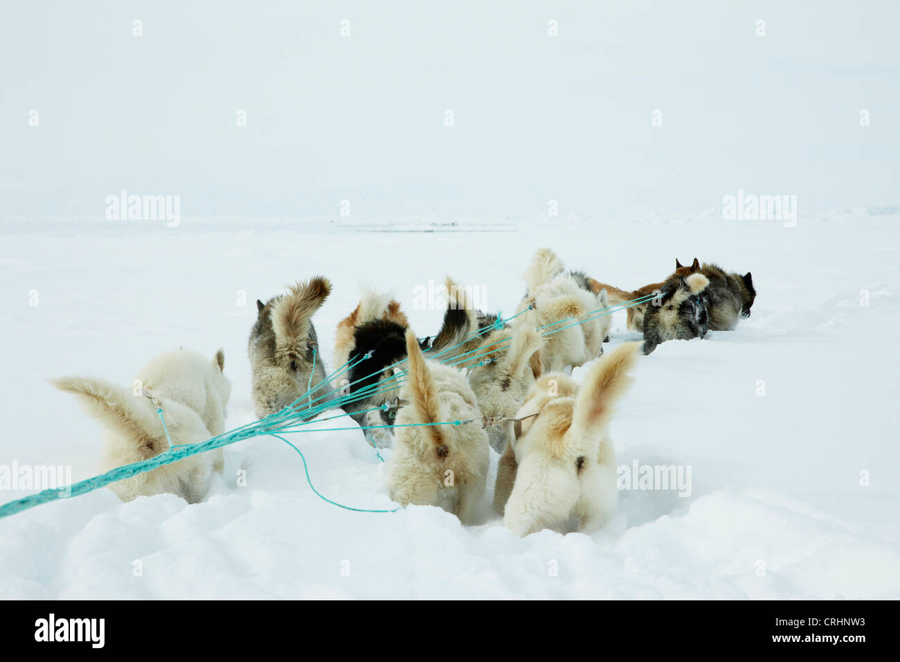 Grönlandhund (Canis Lupus F. Familiaris), mit dem Schlitten Hunde ziehen Schlitten, Grönland, Ostgroenland, Tunu, Kalaallit Nunaat, Scoresbysund, Kangertittivag, Kap Tobin, Ittoqqortoormiit Stockfoto
