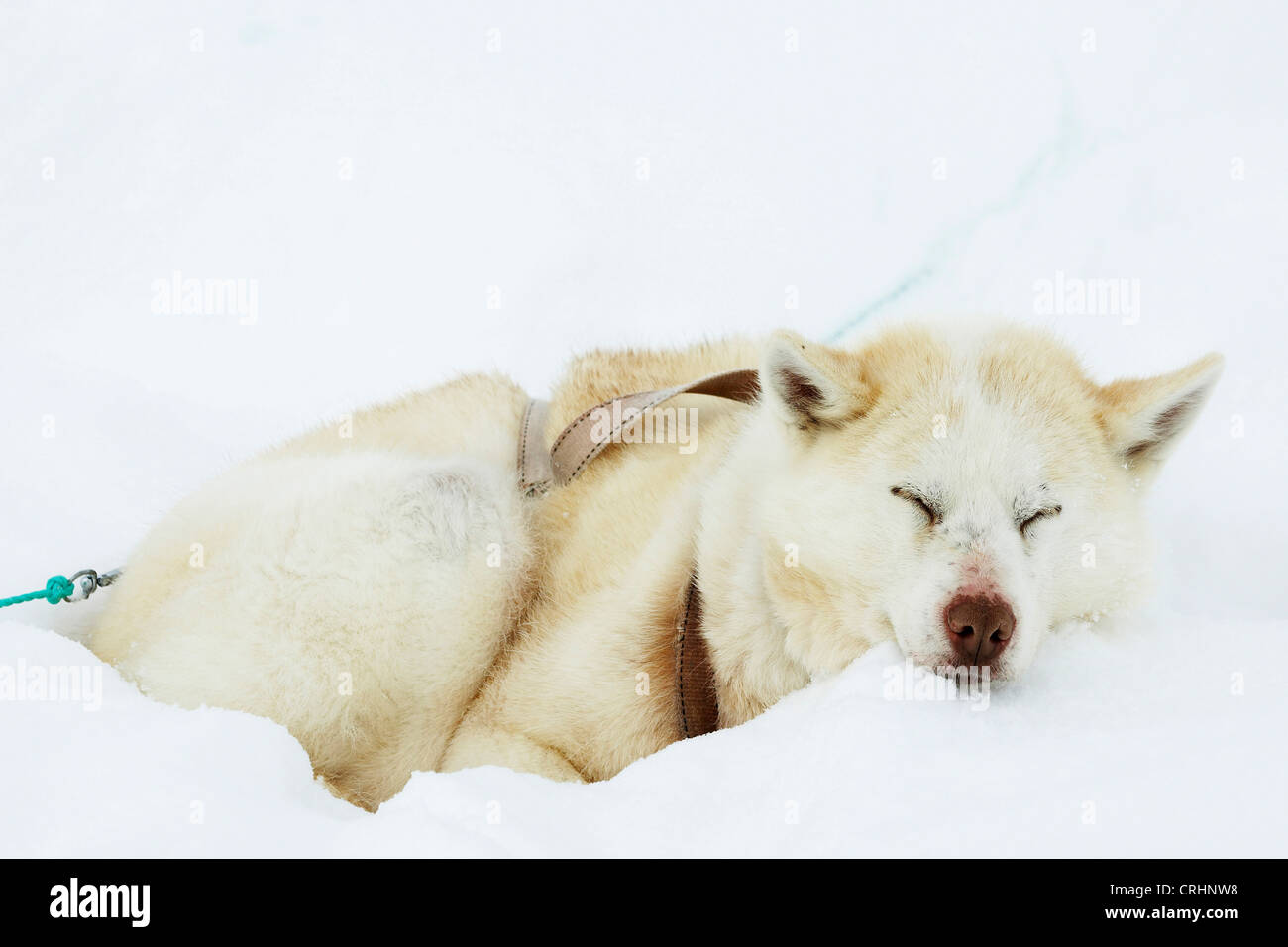 Grönlandhund (Canis Lupus F. Familiaris), mit dem Schlitten Hund schlafen im Schnee, Grönland, Ostgroenland, Tunu, Kalaallit Nunaat, Scoresbysund, Kangertittivag, Kap Tobin, Ittoqqortoormiit Stockfoto