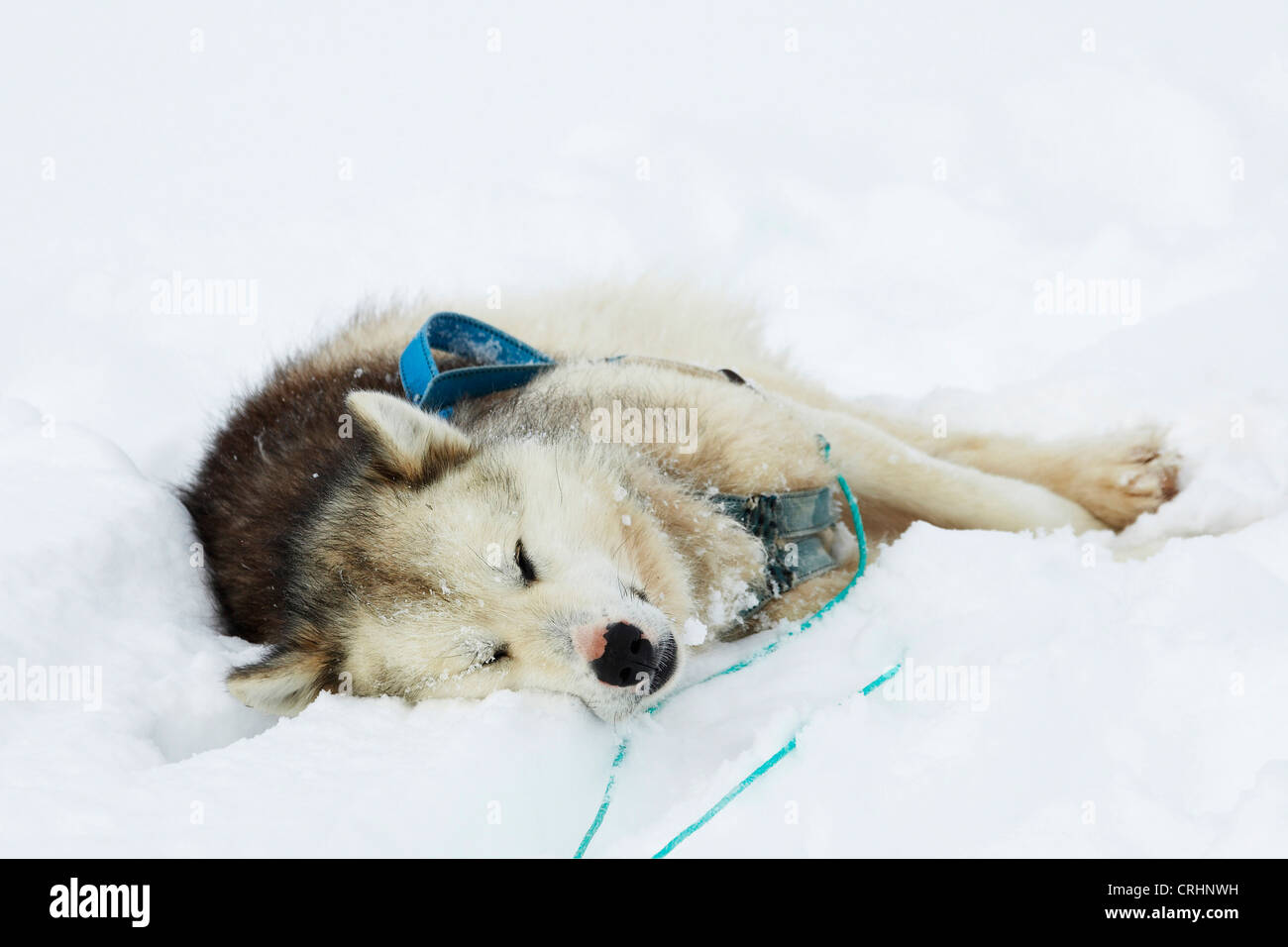 Grönlandhund (Canis Lupus F. Familiaris), mit dem Schlitten Hund schlafen im Schnee, Grönland, Ostgroenland, Tunu, Kalaallit Nunaat, Scoresbysund, Kangertittivag, Kap Tobin, Ittoqqortoormiit Stockfoto