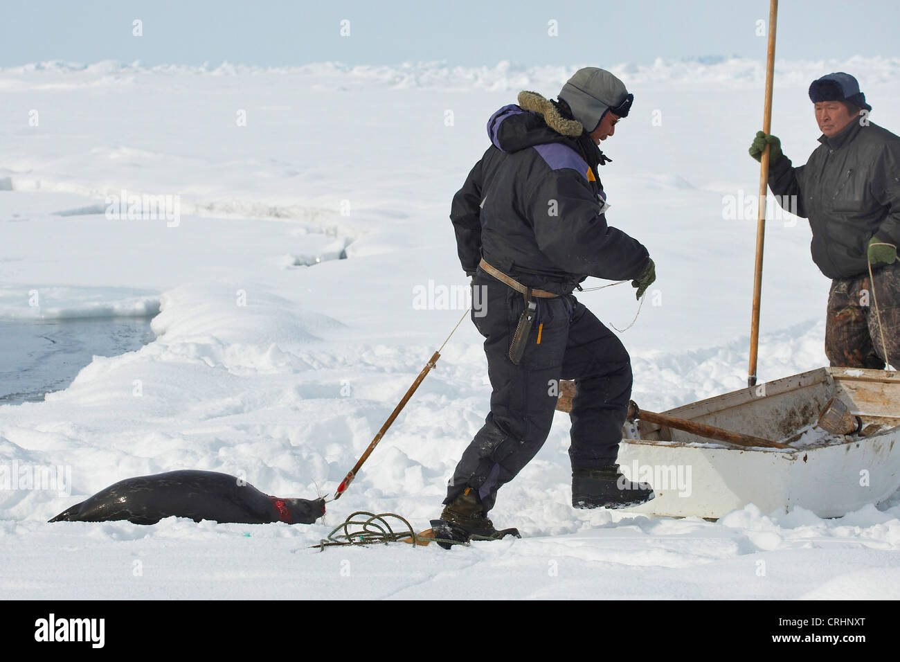 zwei Inuit-Versiegelungen mit einer Dichtung gejagt und gesammelt aus dem Wasser, Grönland, Ostgroenland, Tunu, Kalaallit Nunaat, Scoresbysund, Kangertittivag, Kap Tobin, Ittoqqortoormiit Stockfoto