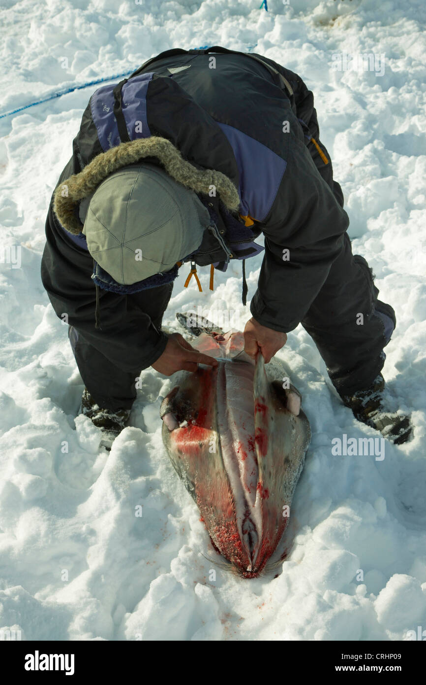 Inuit-Sealer Häuten ein Siegel im Schnee, Grönland, Ostgroenland, Tunu, Kalaallit Nunaat, Scoresbysund, Kangertittivag, Kap Tobin, Ittoqqortoormiit gejagt Stockfoto