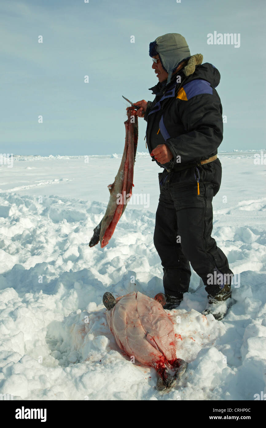 Inuit-Sealer nur eine Dichtung gejagt, Grönland, Ostgroenland, Tunu, Kalaallit Nunaat, Scoresbysund, Kangertittivag, Kap Tobin, Ittoqqortoormiit gehäutet haben Stockfoto