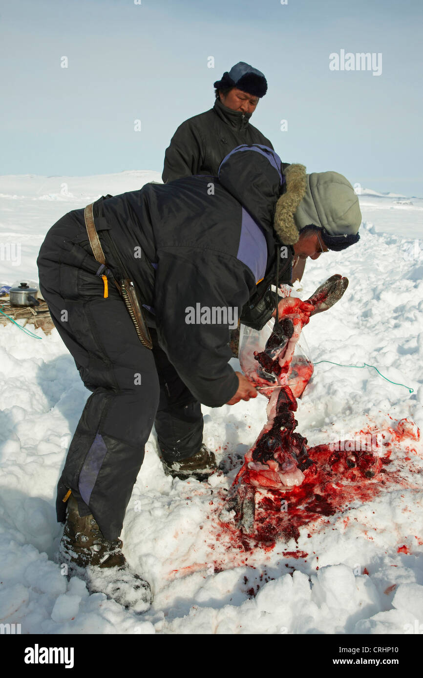 zwei Inuit Eichmeister schnitzen Sie eine Dichtung im Schnee, Grönland, Ostgroenland, Tunu, Kalaallit Nunaat, Scoresbysund, Kangertittivag, Kap Tobin, Ittoqqortoormiit gejagt Stockfoto