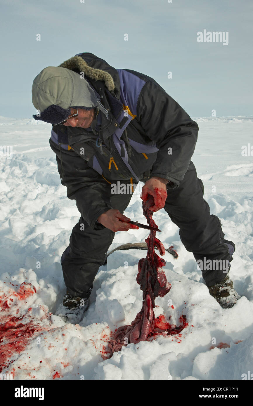 Inuit-Sealer schnitzen Sie eine Dichtung im Schnee, Grönland, Ostgroenland, Tunu, Kalaallit Nunaat, Scoresbysund, Kangertittivag, Kap Tobin, Ittoqqortoormiit gejagt Stockfoto