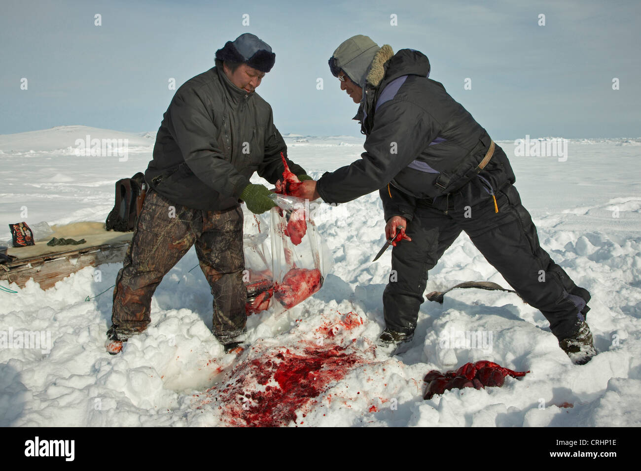 zwei Inuit-Versiegelungen im Schnee mit den Resten einer Dichtung gejagt und zerstückelt, Grönland, Ostgroenland, Tunu, Kalaallit Nunaat, Scoresbysund, Kangertittivag, Kap Tobin, Ittoqqortoormiit Stockfoto