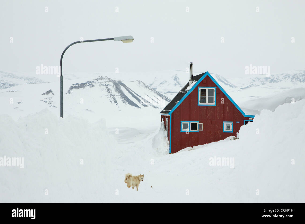 Grönlandhund (Canis Lupus F. Familiaris) vor Wohnhaus, Grönland, Ostgroenland, Tunu, Kalaallit Nunaat, Scoresbysund, Kangertittivag, Ittoqqortoormiit Stockfoto