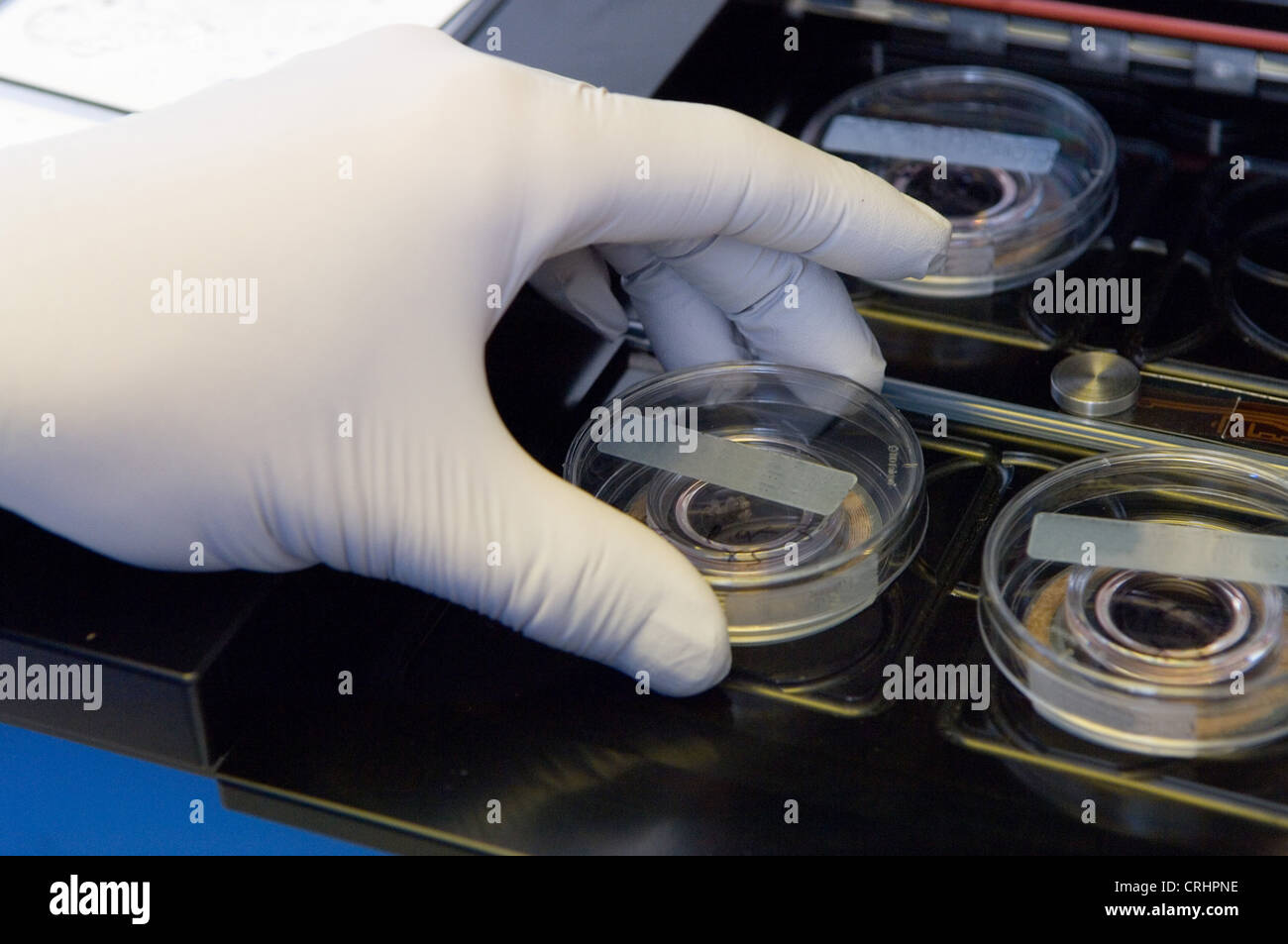 Platzieren von Ivf Eiern in einem Inkubator Stockfoto