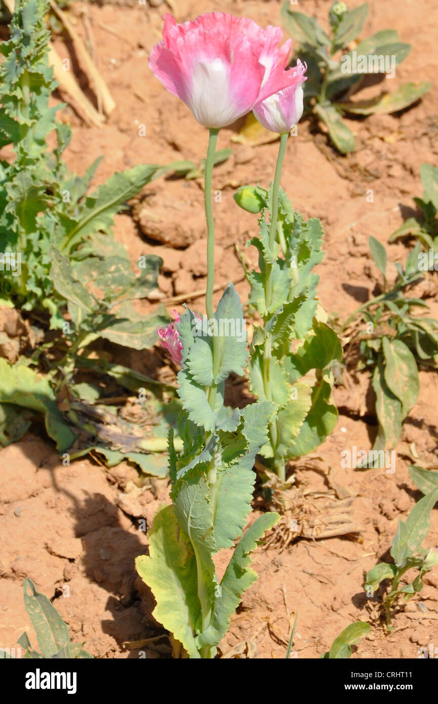 Ein einsamer Mohn sitzt in einem Feld nach einem Besuch von den Regierungen Mohn Preisgabe Team, 2010, Op Muschtarak Stockfoto