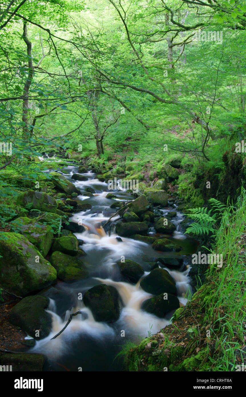 UK, Derbyshire, Peak District, Burbage Bach fließt durch Padley Schlucht Stockfoto