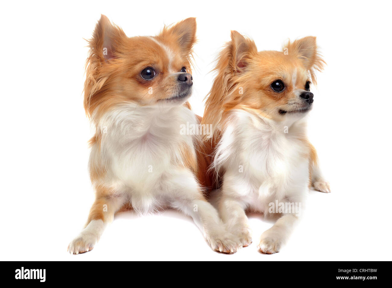 paar von Chihuahuas vor weißem Hintergrund Stockfoto