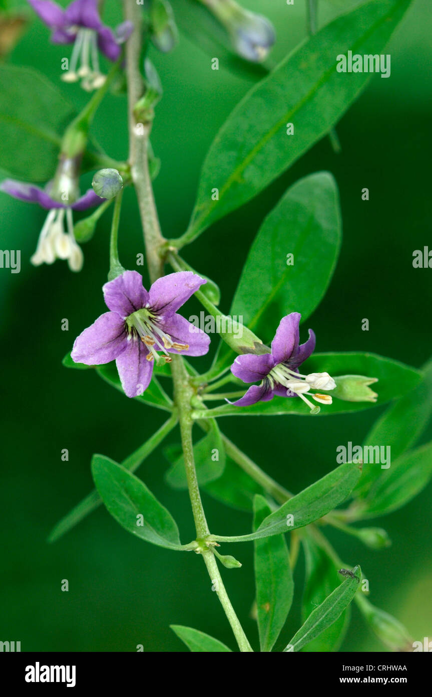 DUKE OF ARGYLL TEAPLANT Lycium Barbarum (Solanaceae) Stockfoto