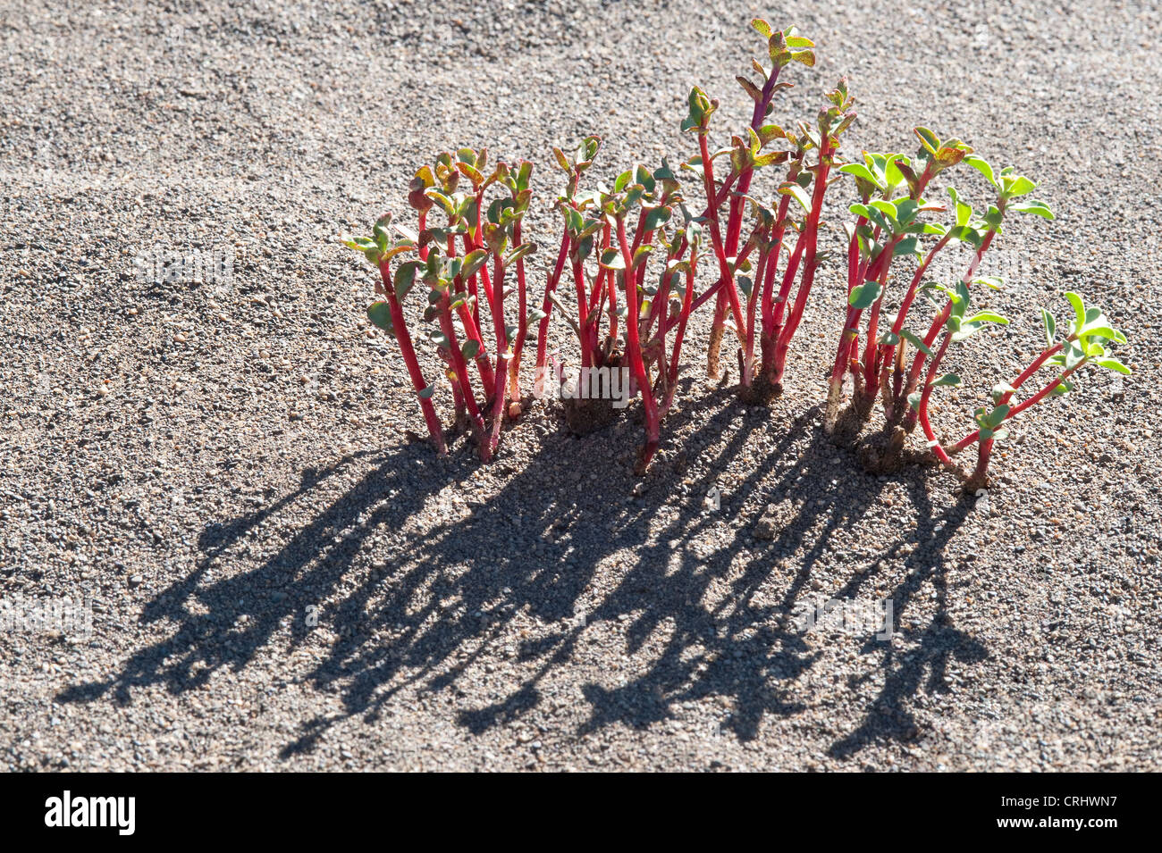 Euphorbia Collima neue schießt Südküste von Viedma See Santa Cruz Provinz Argentinien Stockfoto