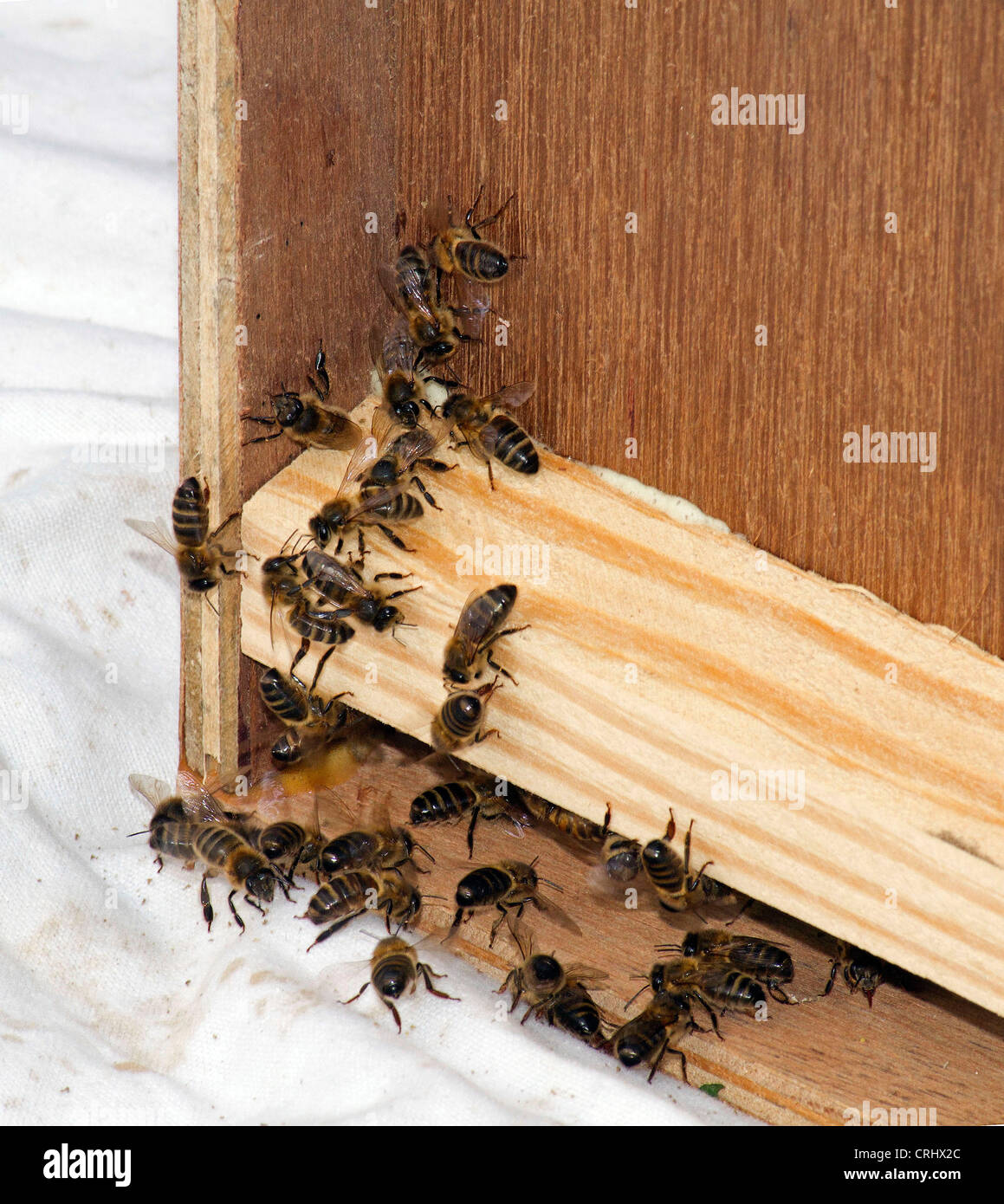 Bienenschwarm gefangen. Stockfoto