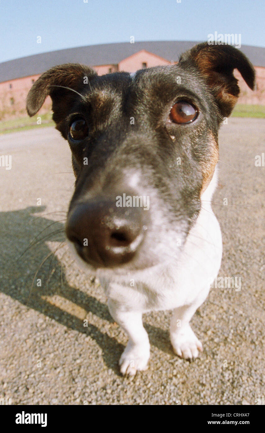 Lustige Porträt eines Hundes schießen Stockfoto