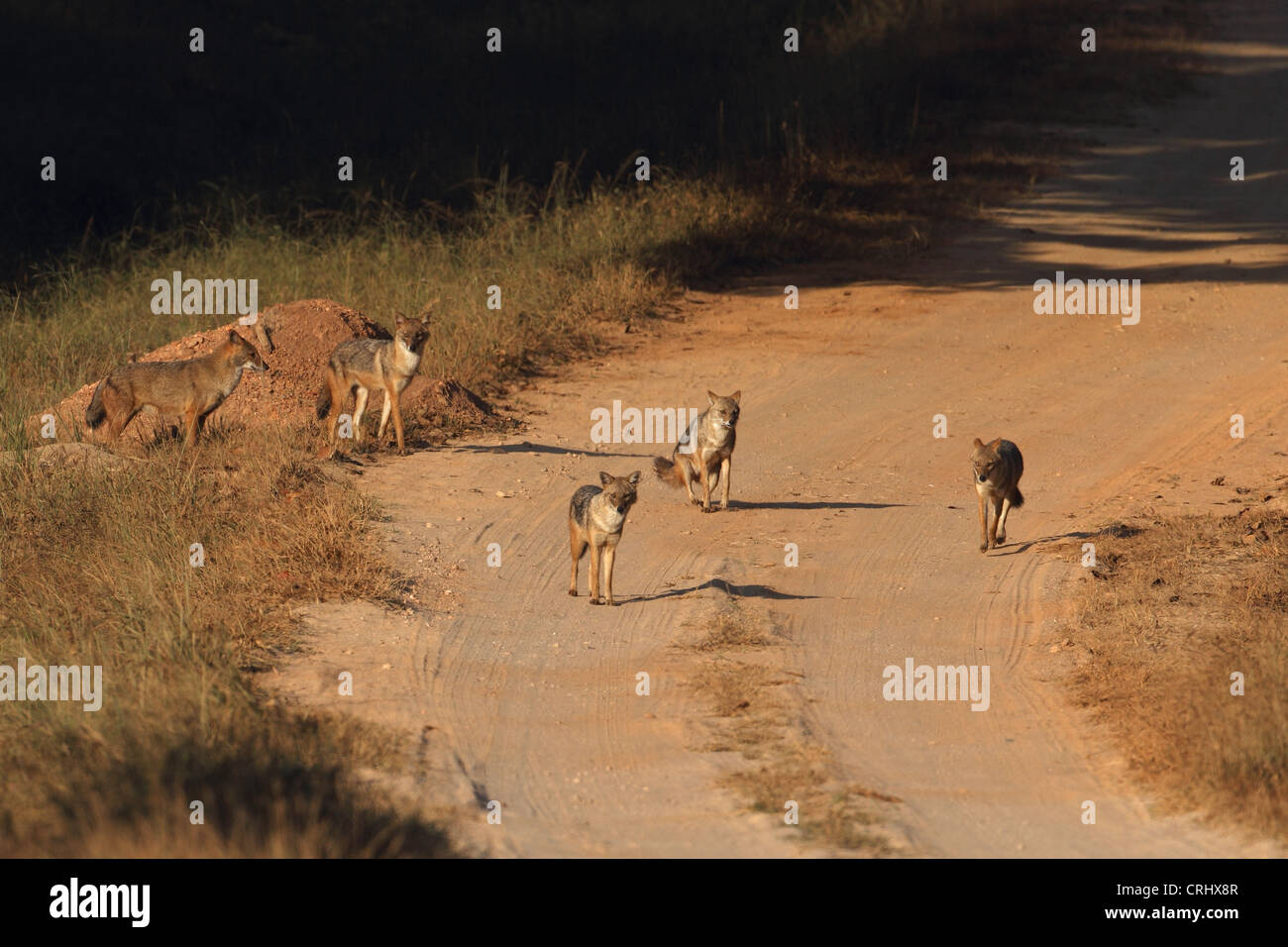 Goldschakal (Canis Aureus) Stockfoto