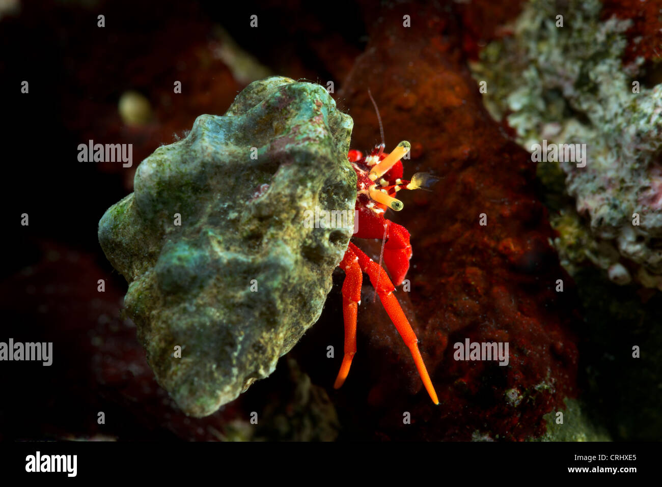kleine winzige Einsiedlerkrebs CALCINUS Studio Portrait Einsiedlerkrebs Krebs weißen Hintergrund rote blaue Krabben kleiner 1 cm bis 2 cm Makro Stockfoto