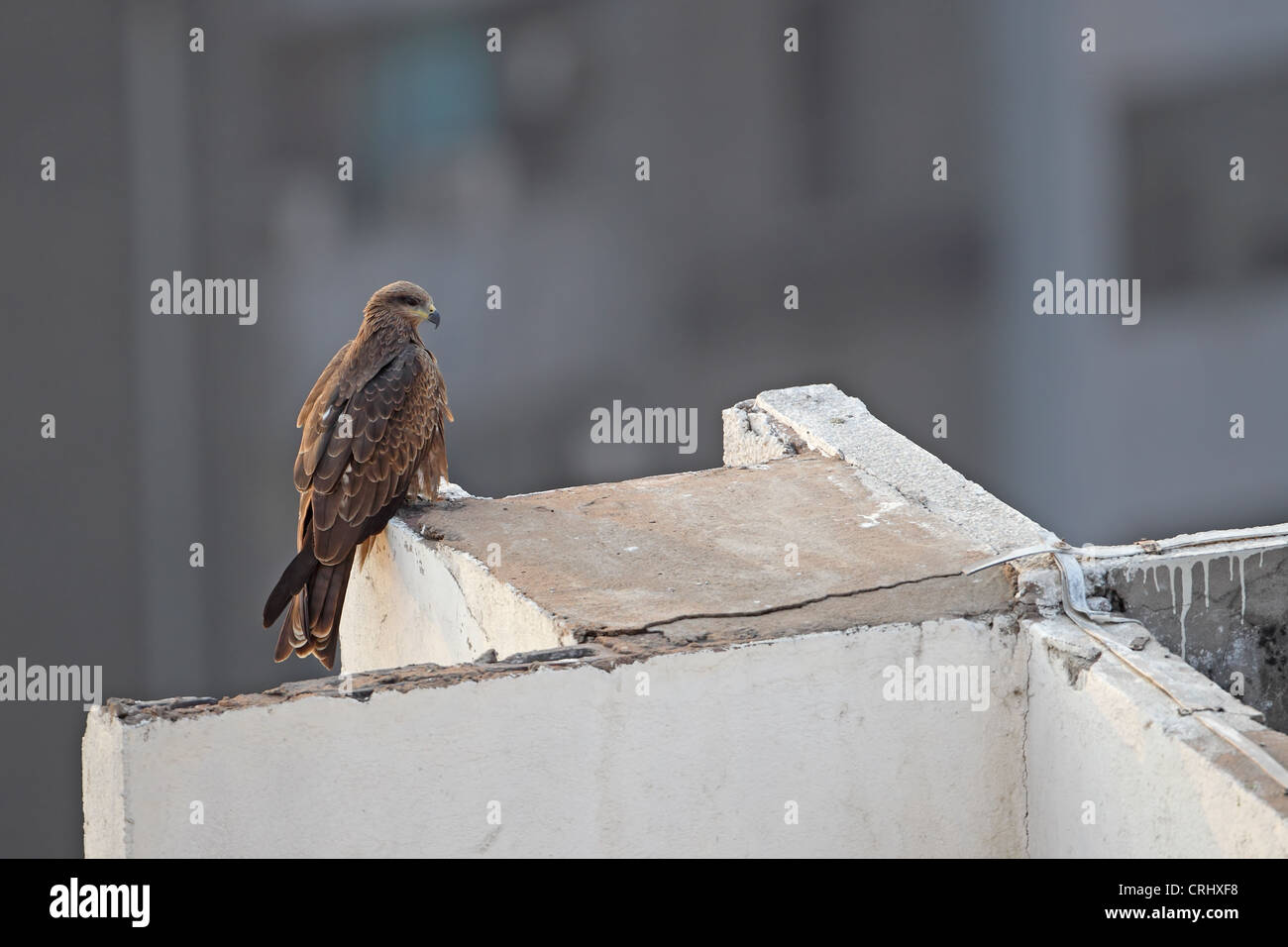 Schwarz-eared Kite (Milvus Migrans Govinda) Stockfoto