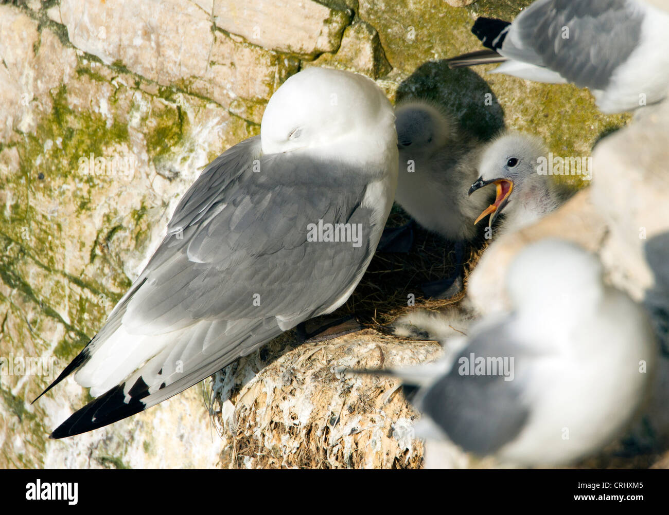 Dreizehenmöwe (Rissa tridactyla) mit Küken. Dreizehenmöwe Mouette tridactyle Gaviota tridáctila. Jetzt als gefährdet auf der Roten Liste der IUCN aufgeführt Stockfoto