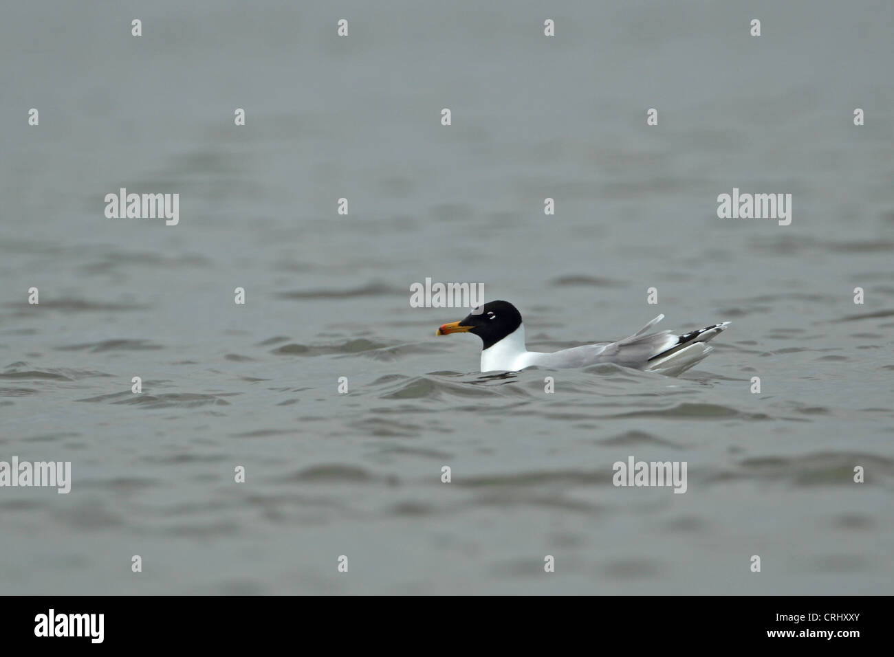 Große Black-headed Gull oder Pallas die Möwe (Ichthyaetus Ichthyaetus) Stockfoto
