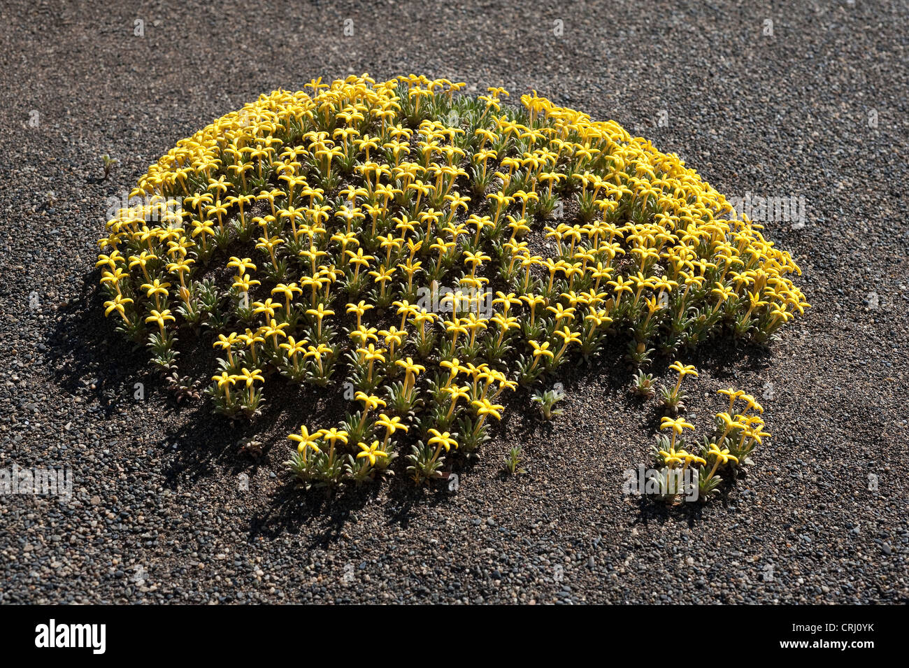 Oreopolus Cyclopoida Kissen-Pflanze blüht auf Düne südlichen Ufer des Argentino See El Calafate Santa Cruz Provinz Argentinien Stockfoto