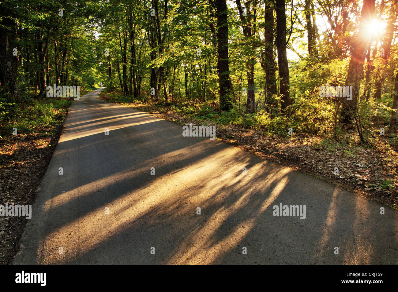 Sonnenstrahlen werfen interessantes Muster auf einer Straße im Wald Stockfoto