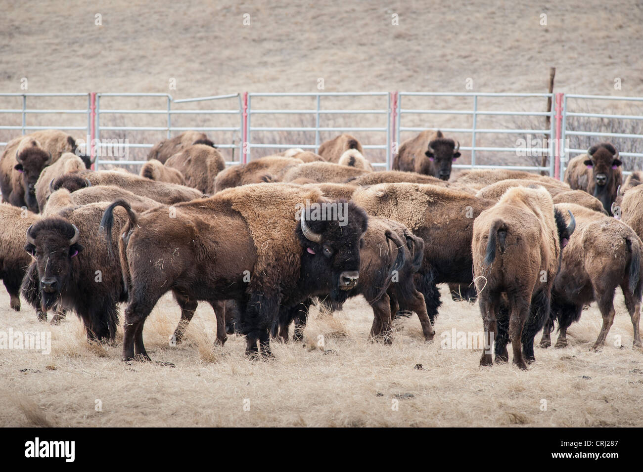 Yellowstone Bison zurück zu Fort Peck, MT Stockfoto
