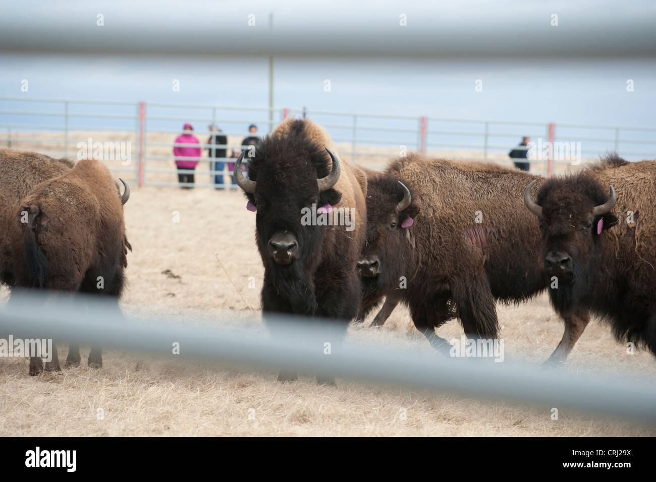 Yellowstone Bison zurück zu Fort Peck, MT Stockfoto