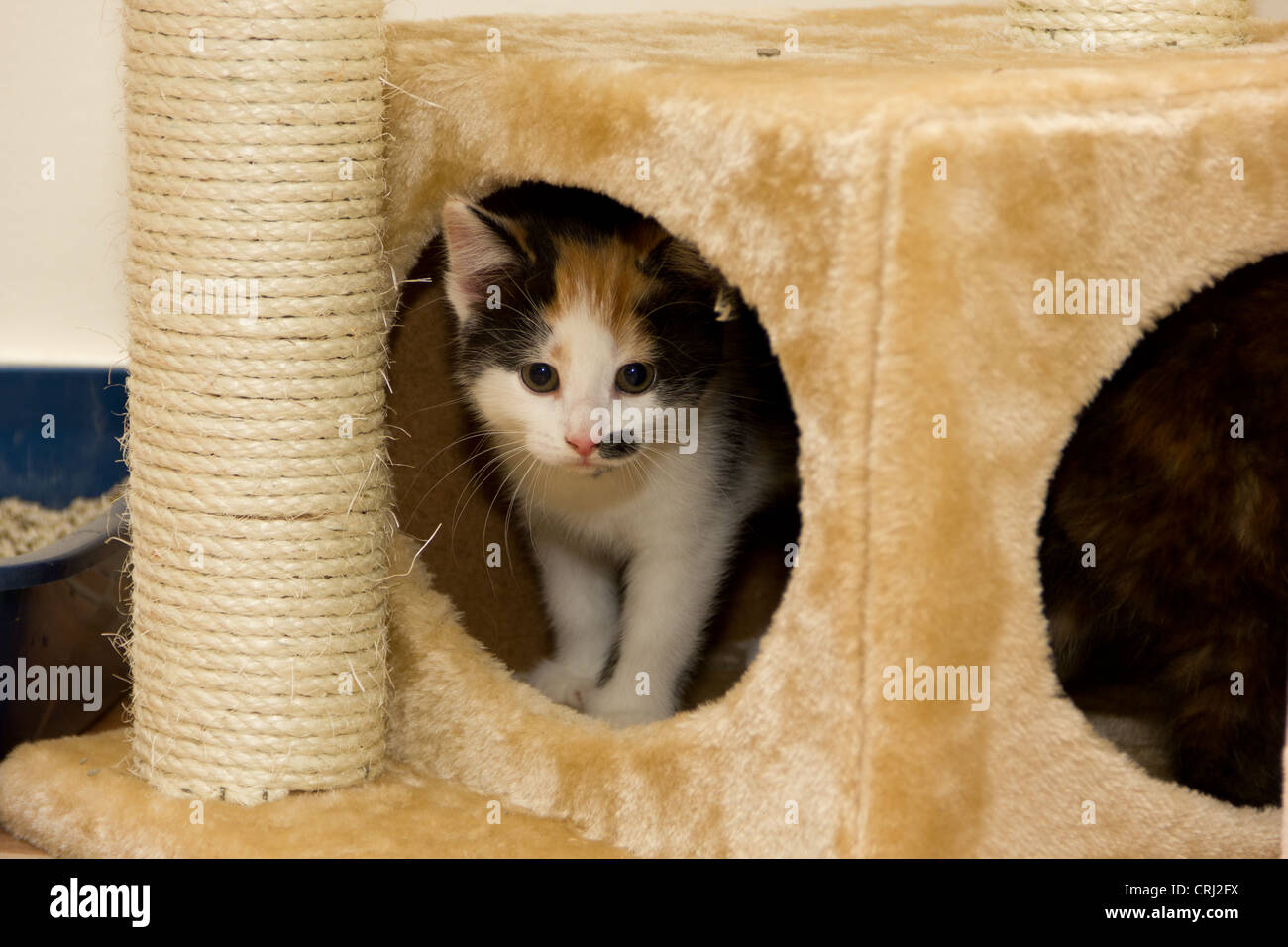 Ein 8 Wochen alten braun weiße und schwarze Kätzchen Stockfoto