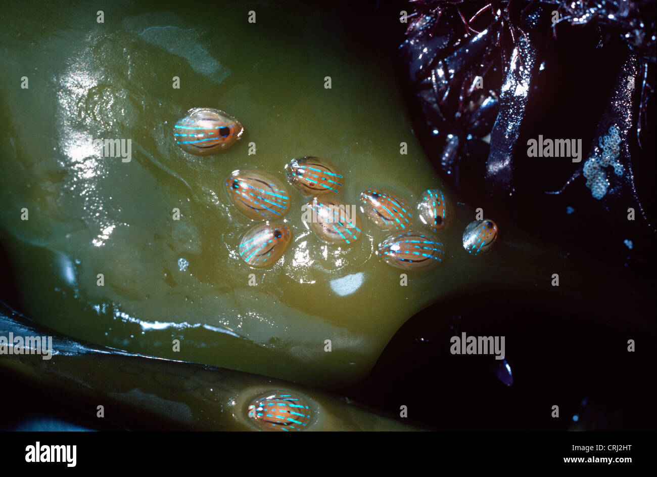 Blau durchleuchtet Limpet (Helcion (= Patina) Pellucidum: Patellidae) auf Seetang UK Stockfoto