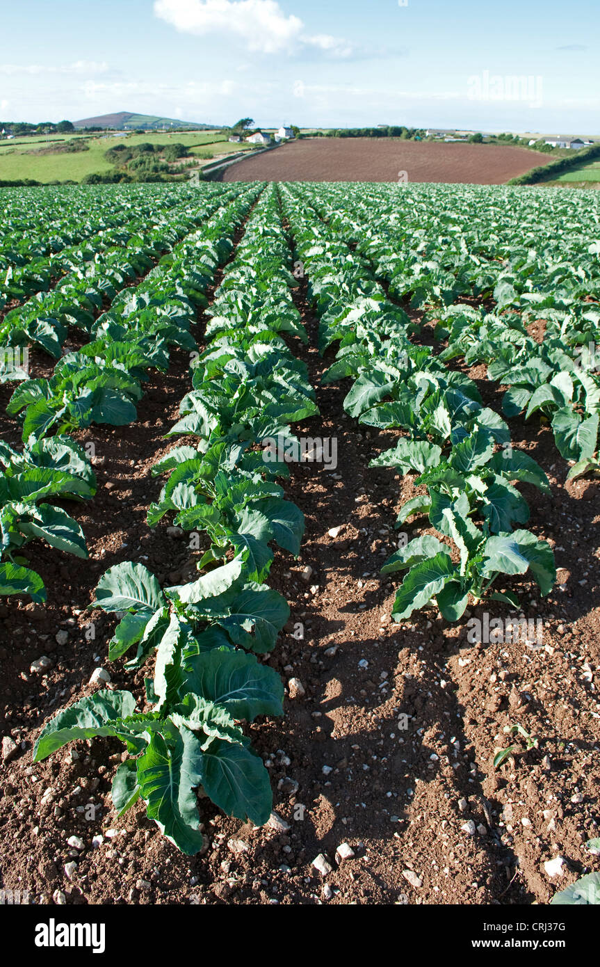 Ein Feld von Kohl in der Nähe von Frodsham in Cheshire, Großbritannien Stockfoto