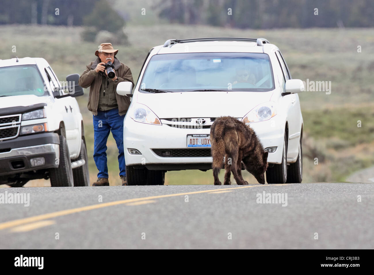 Schwarz-Phase graue Wolf (Canis Lupus) ist fotografiert von Tom Smith in das Lamar Valley des Yellowstone National Park, Wyoming, USA Stockfoto