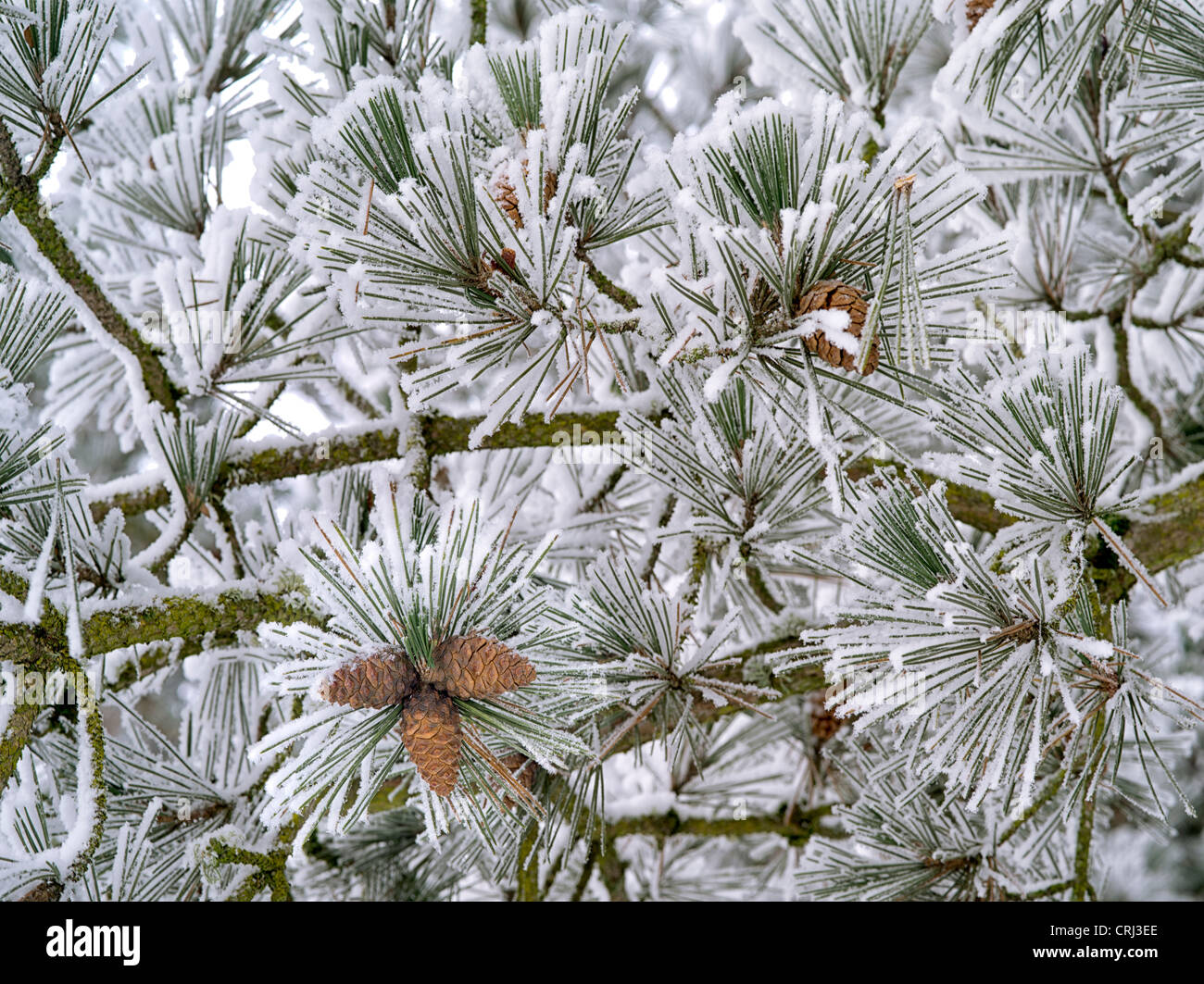 Raureif auf Kiefer. Oregon Stockfoto