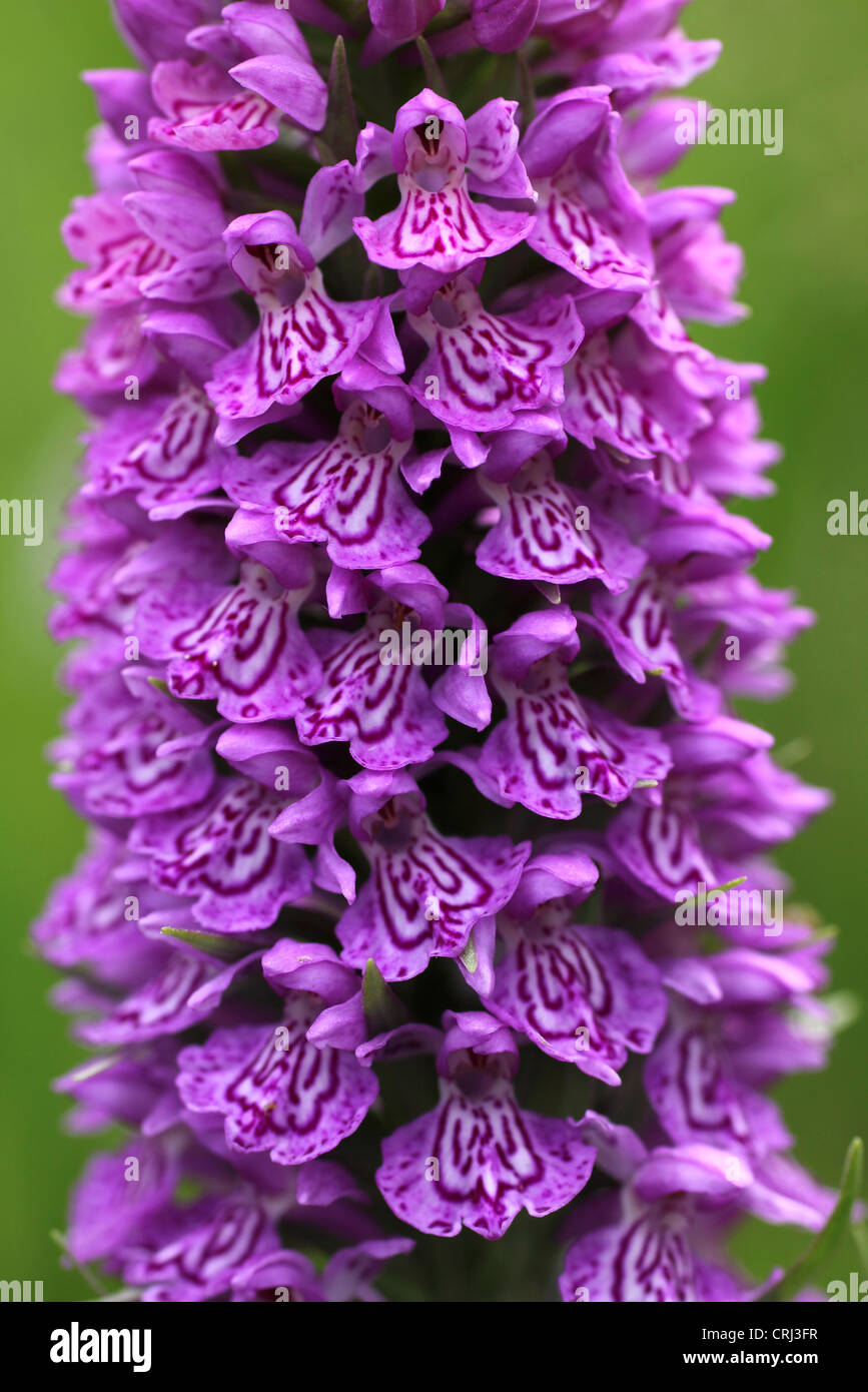 Süd-Knabenkraut Dactylorhiza praetermissa Stockfoto