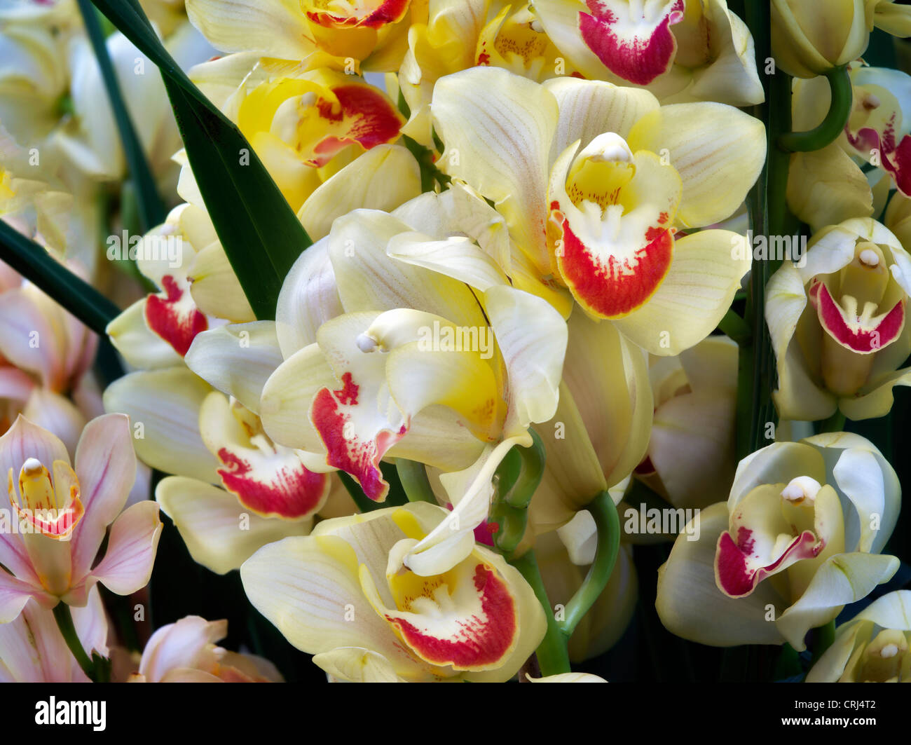 Nahaufnahme von Cymbidium Orchidee. Oregon Stockfoto