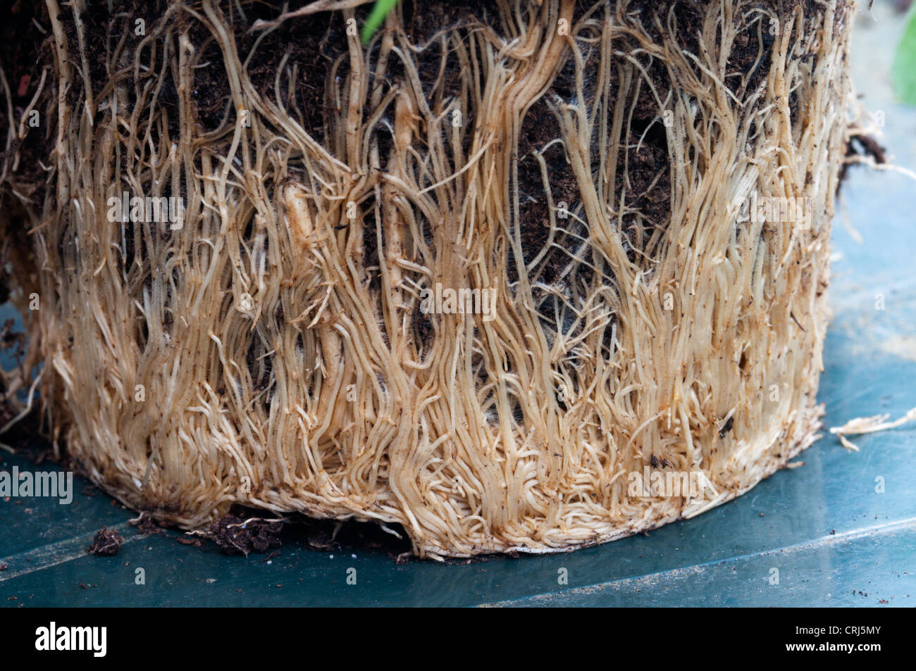 Eine Osteospermum Pflanze mit Wurzeln, die Topf-gebundenen geworden und die Verpflanzung jetzt braucht. Stockfoto