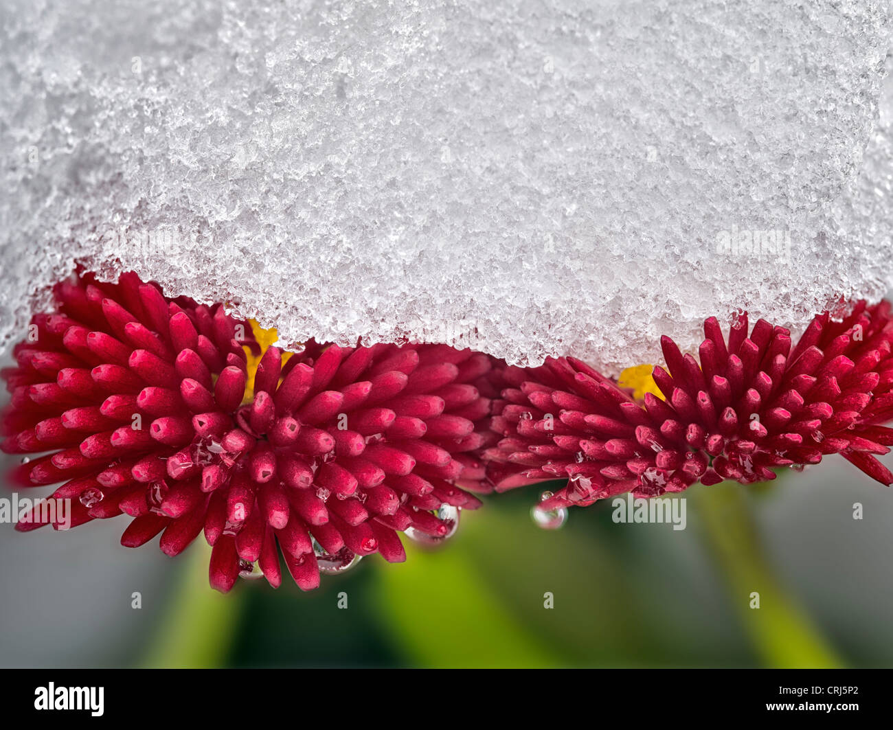 Nahaufnahme von Englisch Daisy mit Schnee. Oregon Stockfoto