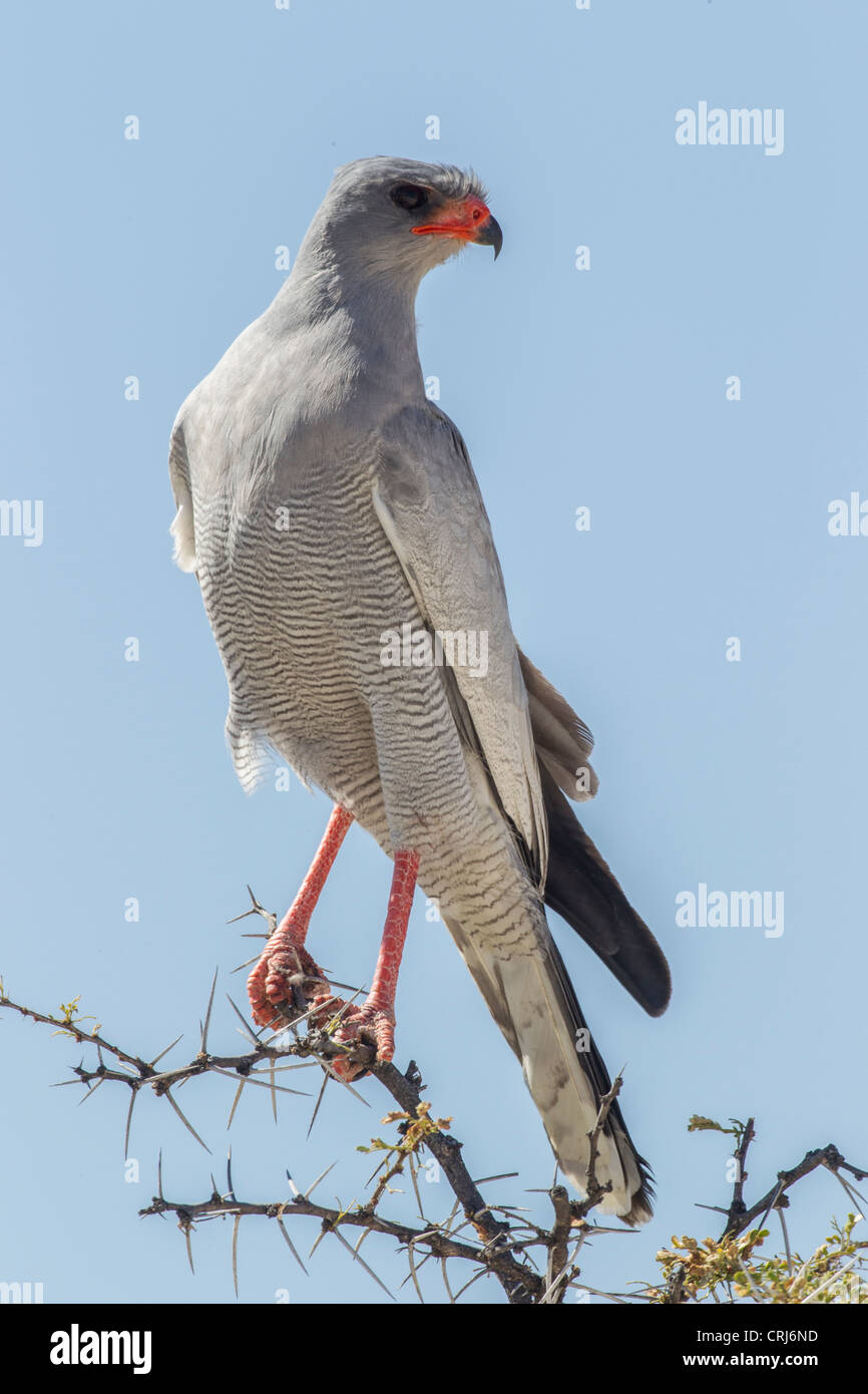 Blasse singen Habicht (Melierax Canorus) in den Etosha Nationalpark, Namibia. Stockfoto